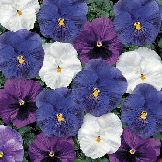 Cool Waters Mix Delta Premium Pansy Seeds