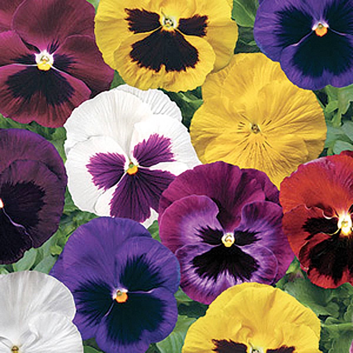 Colossus Mix Pansy Seeds