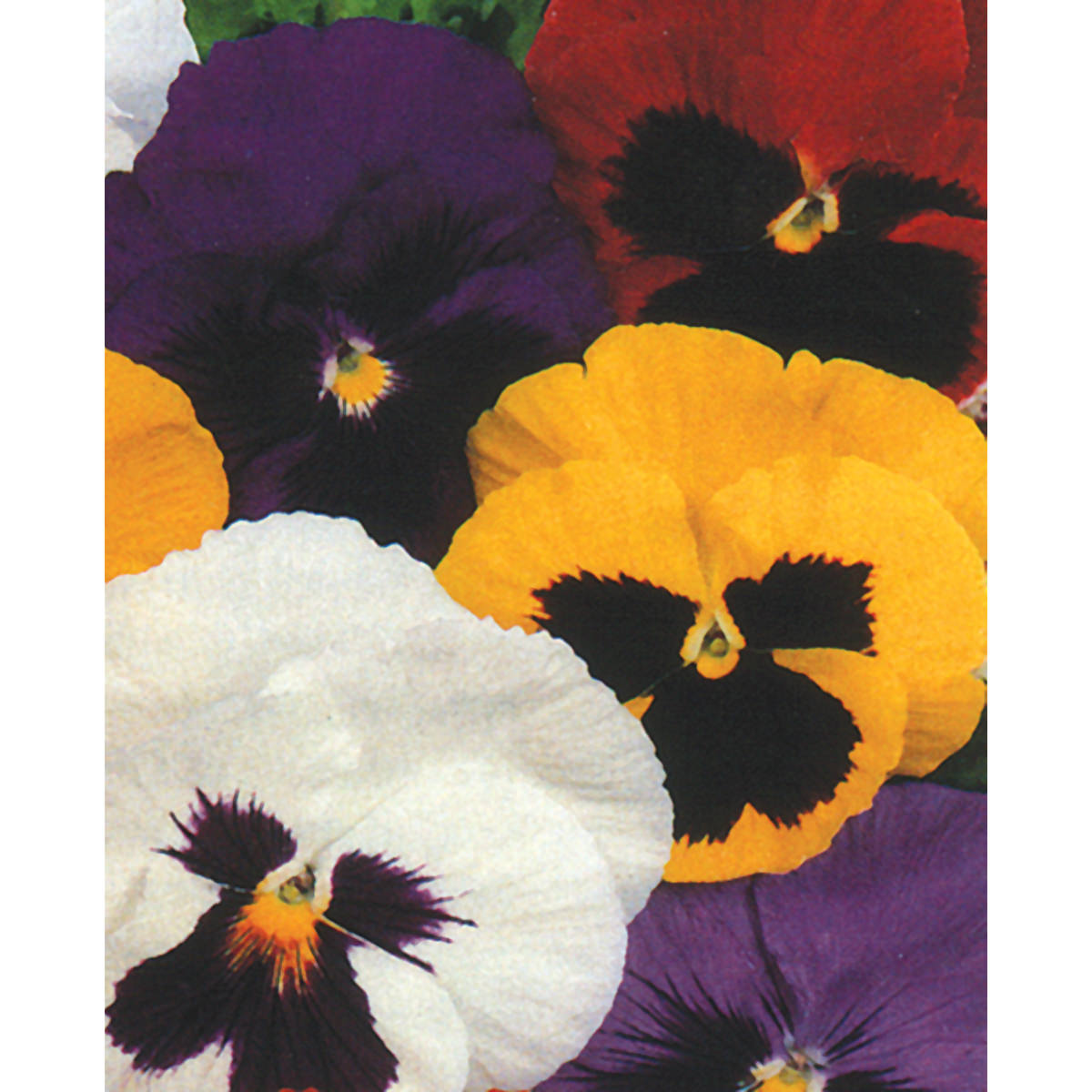 Swiss Giant Mix Pansy Seeds