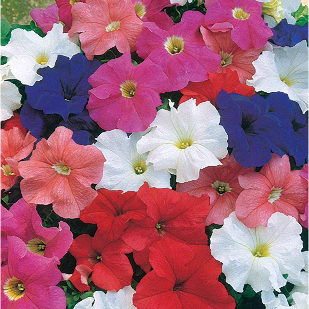 Dreams Mix Petunia Seeds