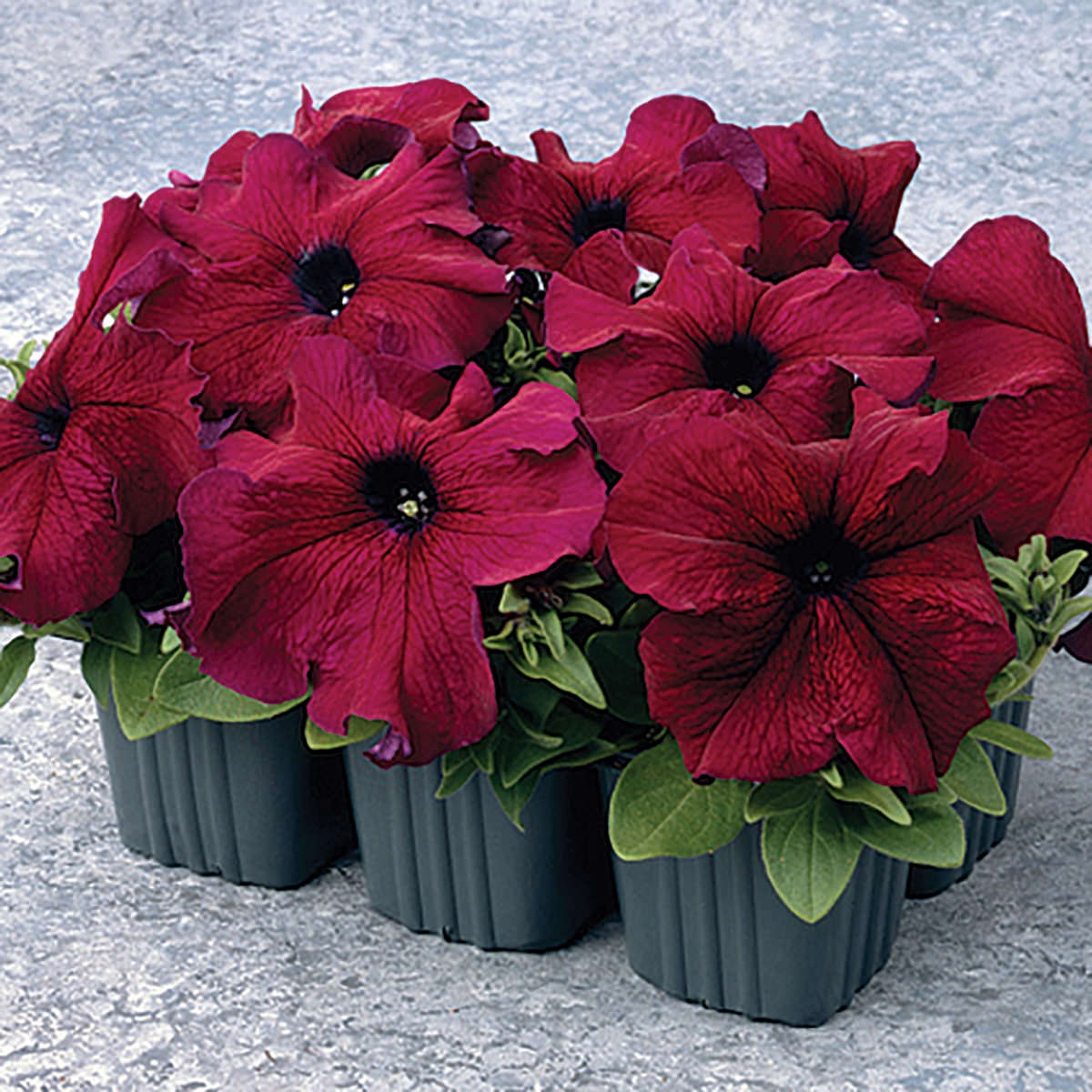 Supercascade Burgundy Petunia Seeds
