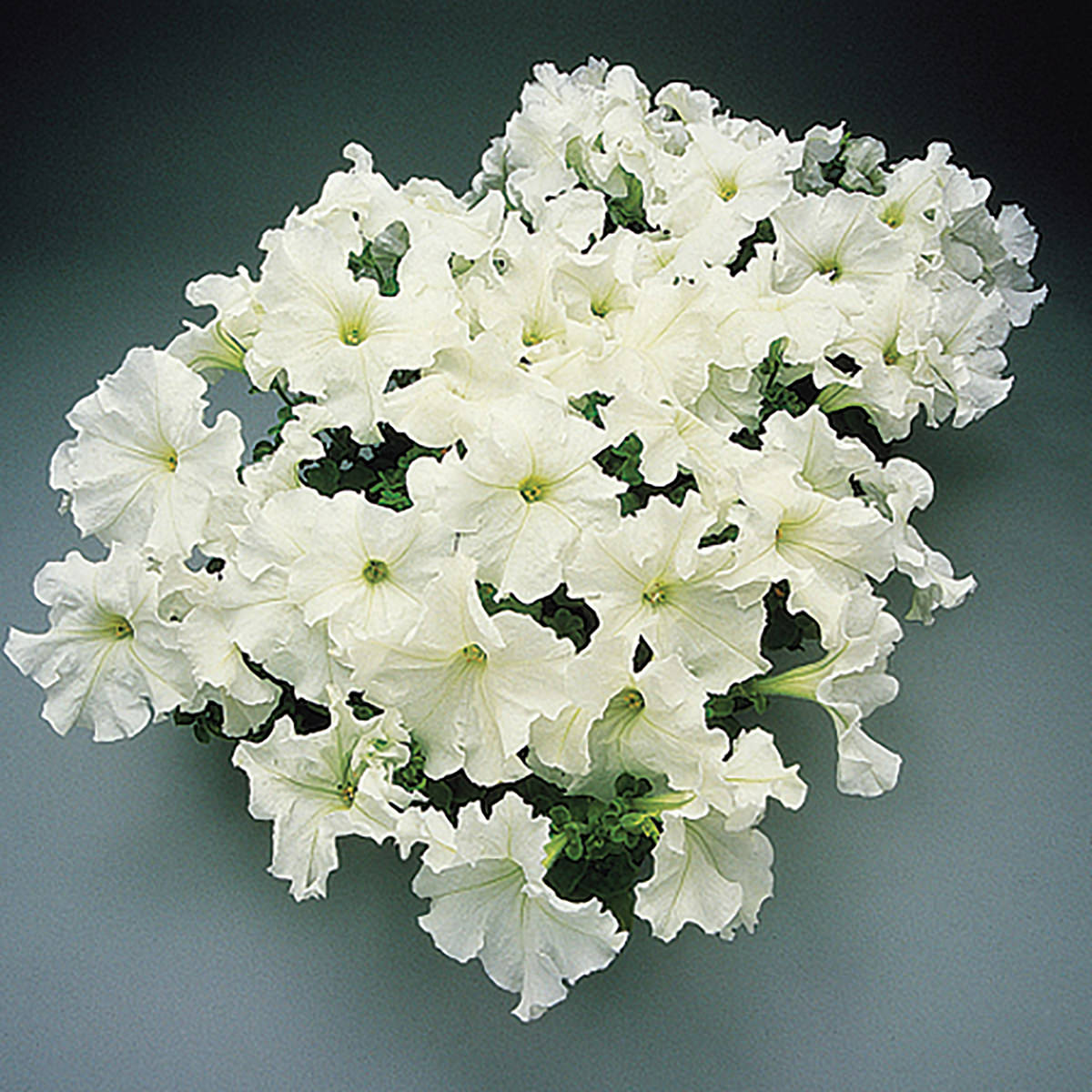 Supercascade White Petunia Seeds