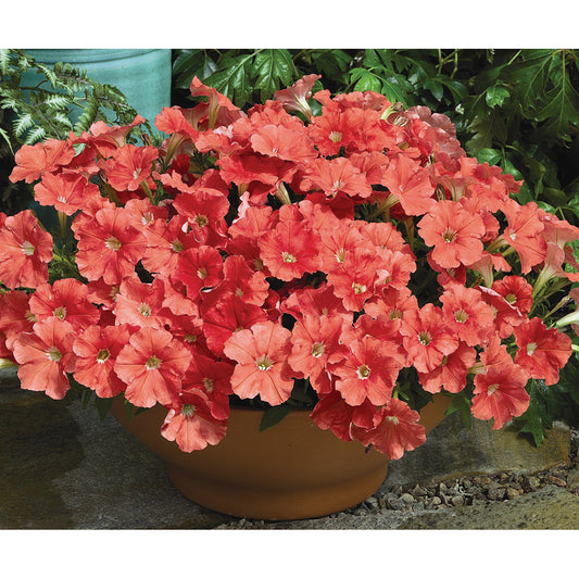 Picobella Salmon Petunia Seeds
