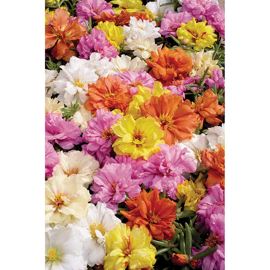 Stopwatch Mix Portulaca Seeds