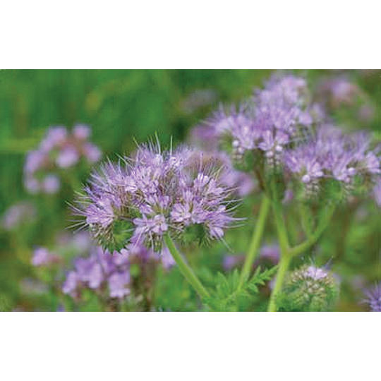 Purple Tansy/Bee's Friend Flower Cover Crop Seeds