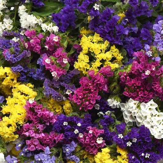 Mix Statice Seeds