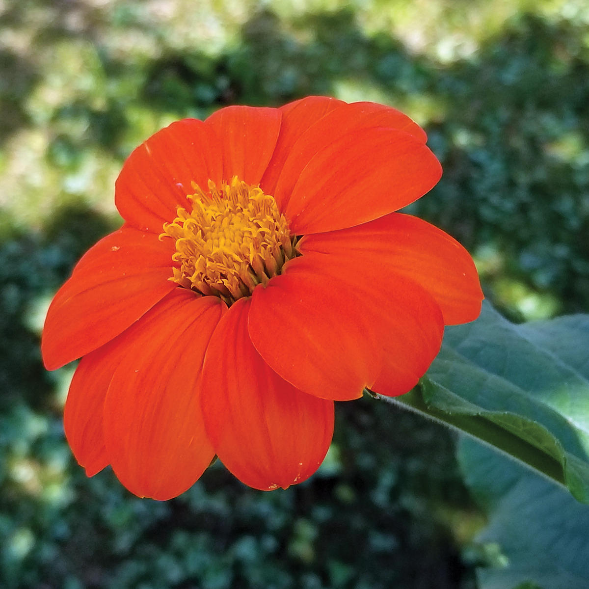 Torch Tithonia rotundifolia (Mexican Sunflower) Seeds