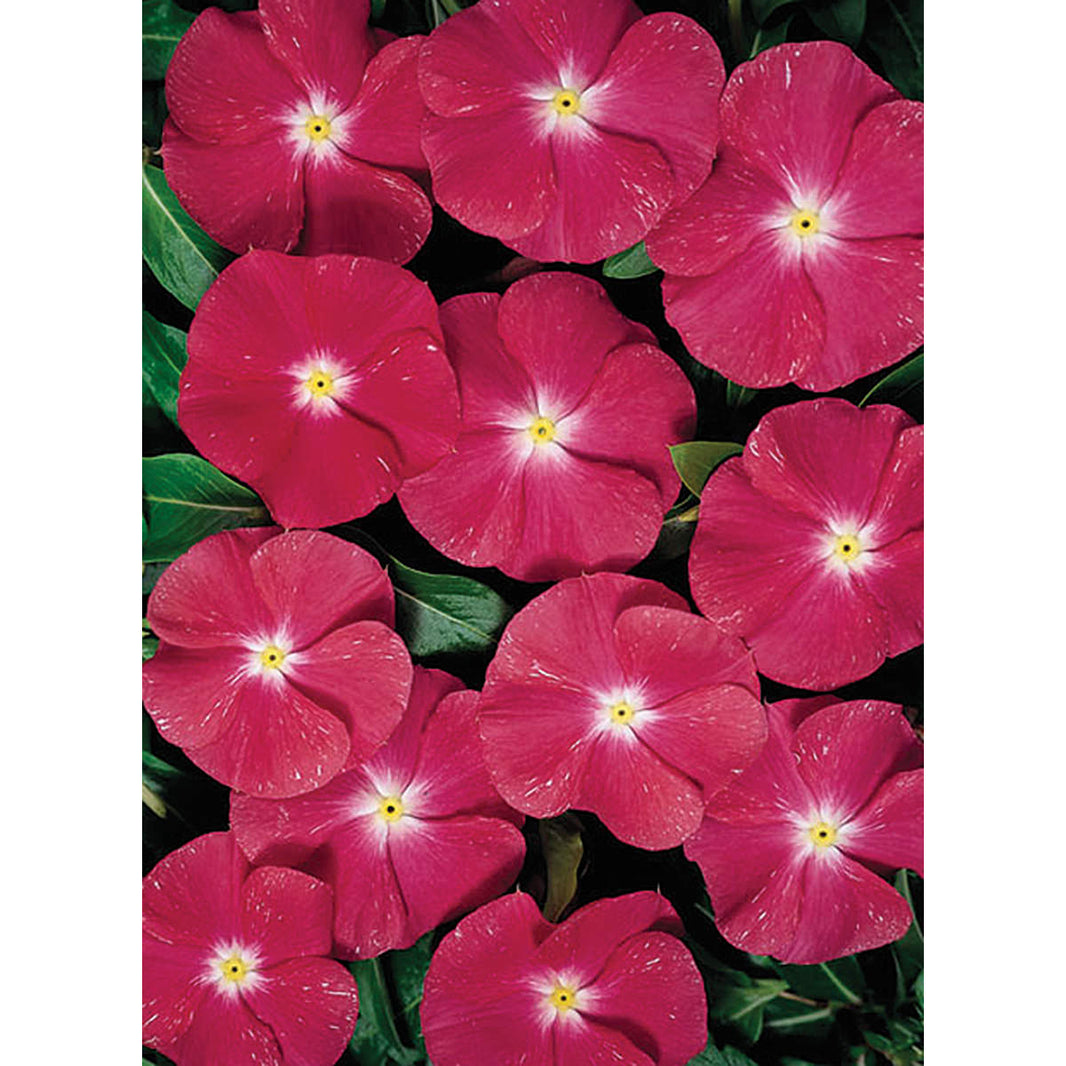 Vinca Heat Wave Raspberry Vinca Seeds – NE SEED