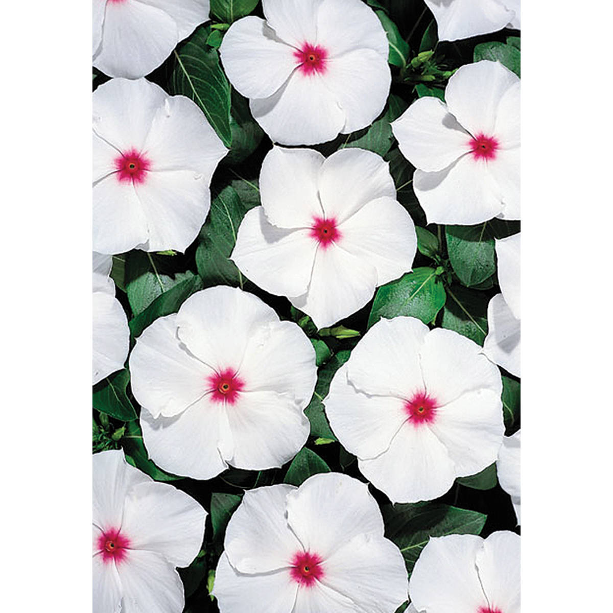 Heatwave Peppermint Vinca Seeds