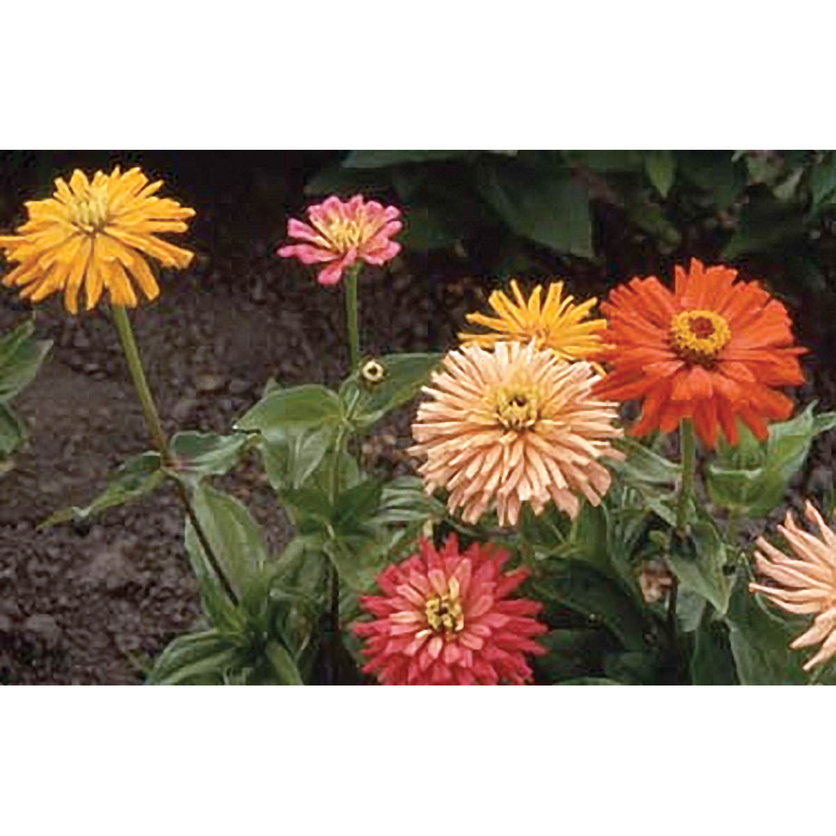 Giant Cactus Flowered Mix Zinnia Seeds