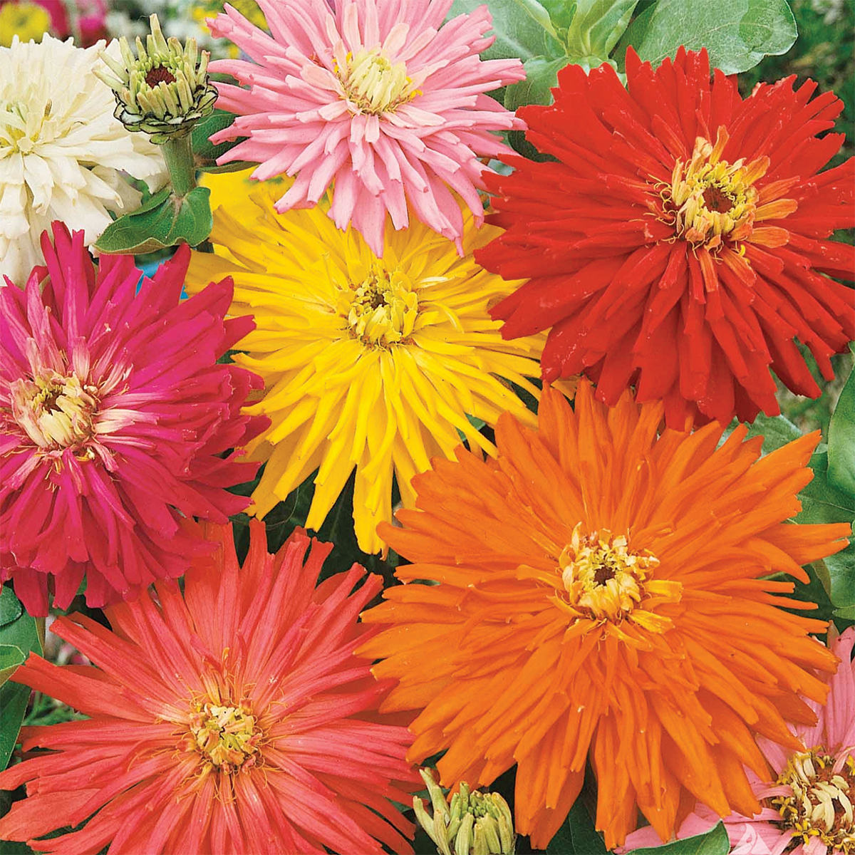 Giant Cactus Flowered Mix Zinnia Seeds