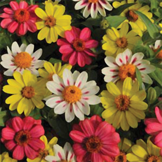 Zahara Raspberry Lemonade Mix Zinnia Seeds