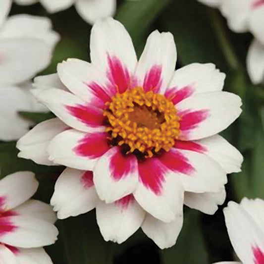 Zahara Starlight Rose Zinnia Seeds