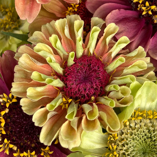Queen Lime Blotch Zinnia Seeds