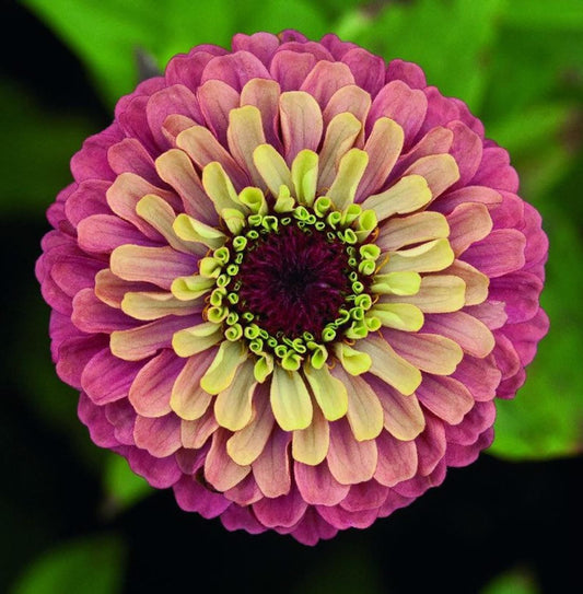 Queen Lime Red Zinnia Seeds