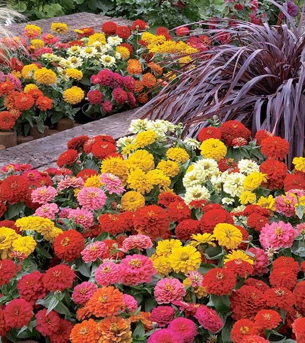 Dreamland Mix Hybrid Zinnia Seeds