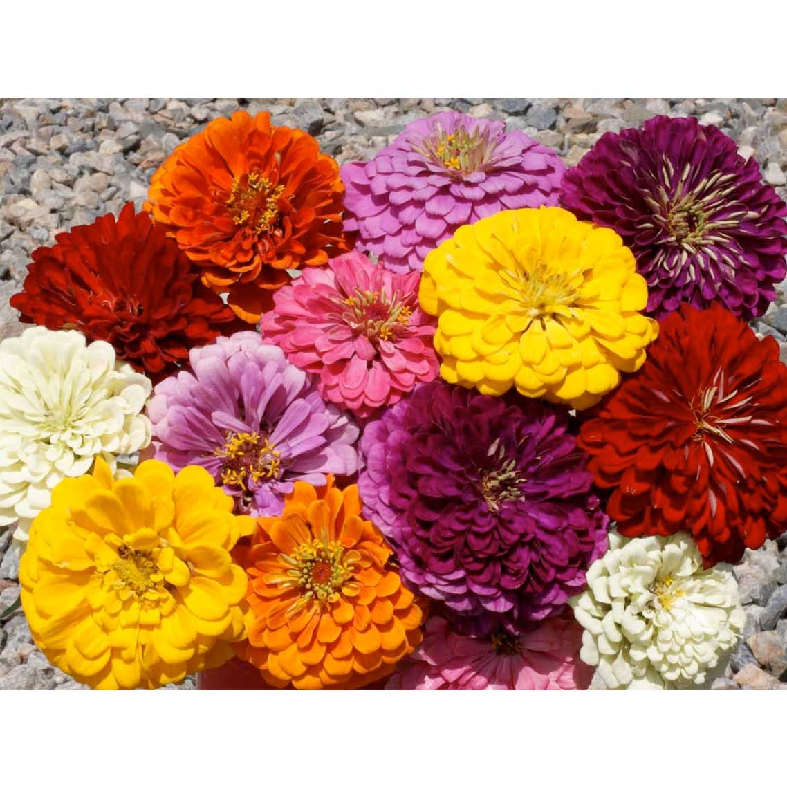 Dahlia Flowered Mix Zinnia Seeds