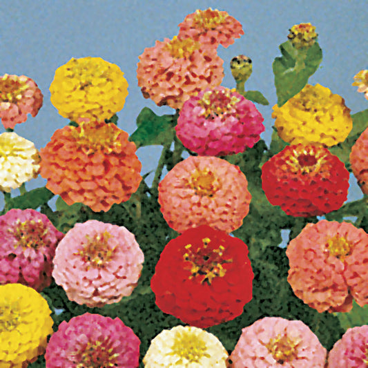 Lilliput Pom Pom Mix Zinnia Seeds