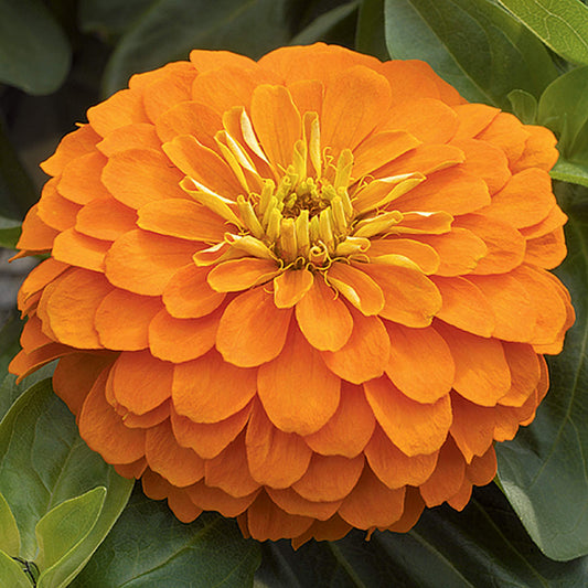 Magellan Orange Zinnia Seeds