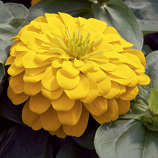 Magellan Yellow Zinnia Seeds