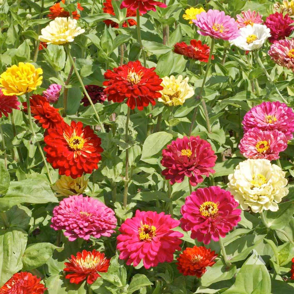 State Fair Mix Zinnia Seeds