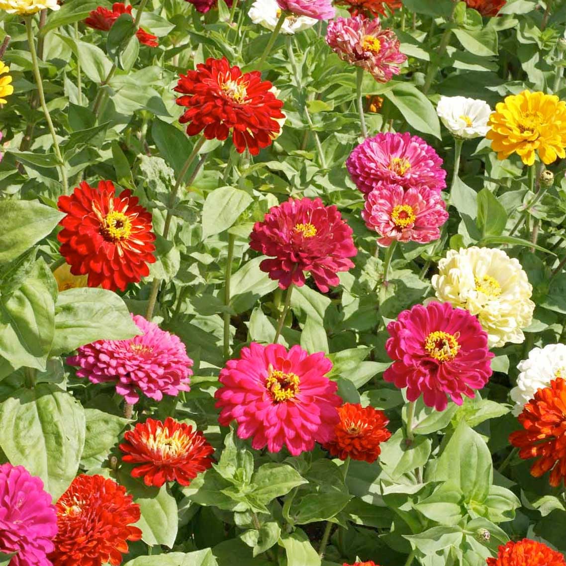 State Fair Mix Zinnia Seeds