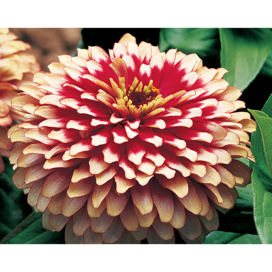Swizzle Bicolor Cherry & Ivory Zinnia Seeds
