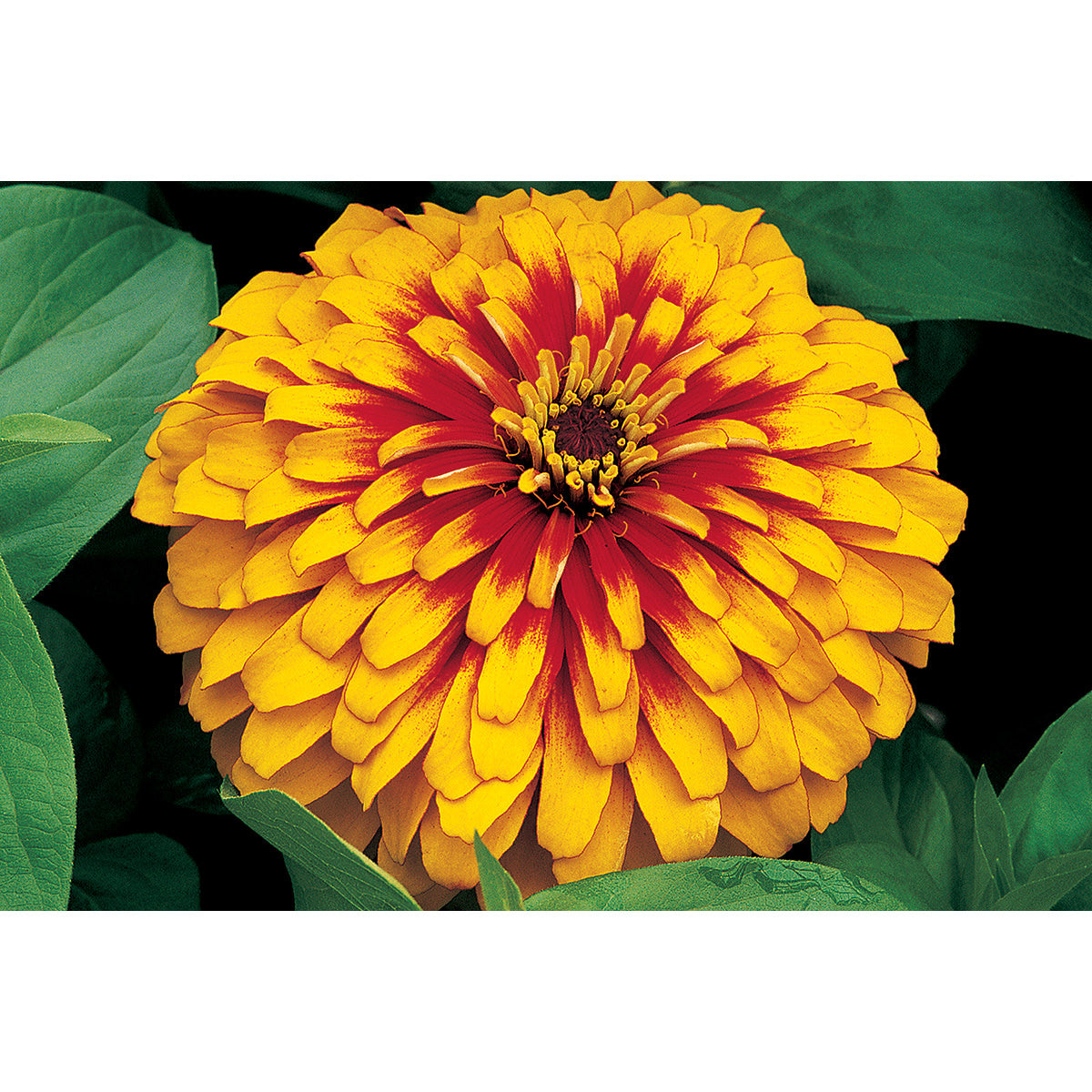 Copy of Swizzle Bicolor Scarlet & Yellow Zinnia Seeds