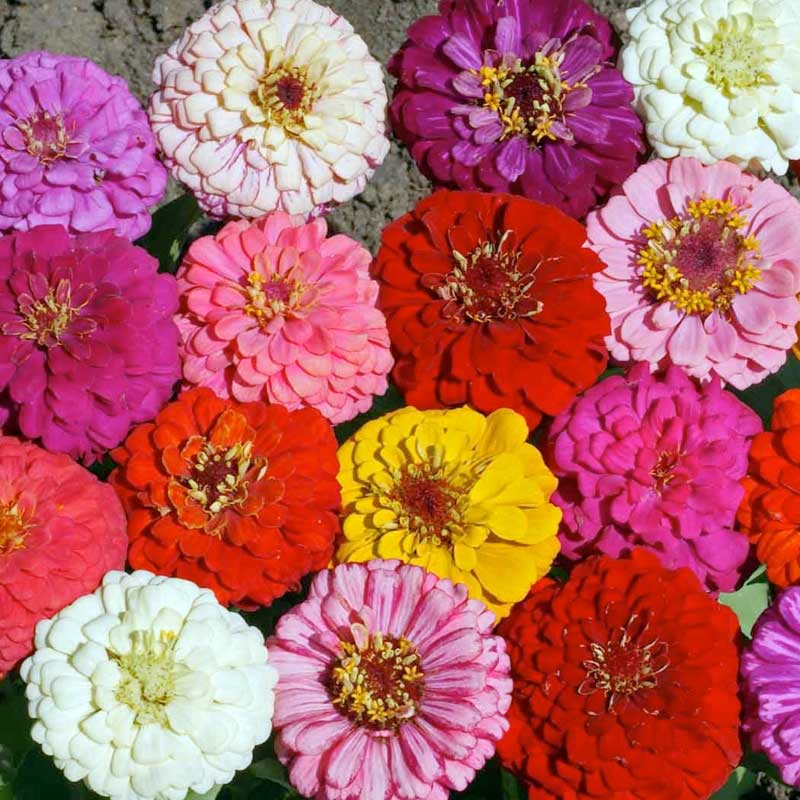 Cut & Come Again Mix Zinnia Seeds