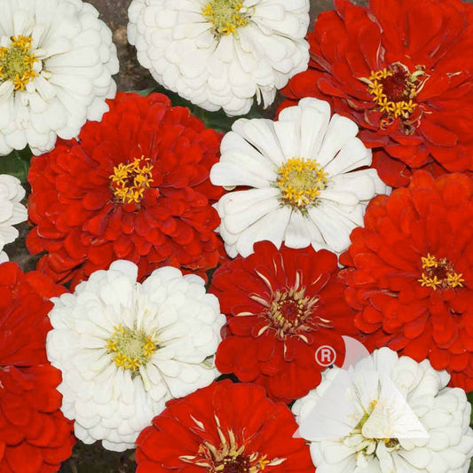 Stop Sign Mix Zinnia Seeds