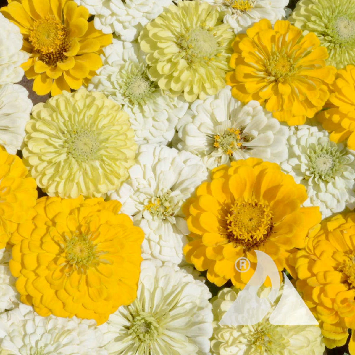 Lemon Meringue Mix Zinnia Seeds
