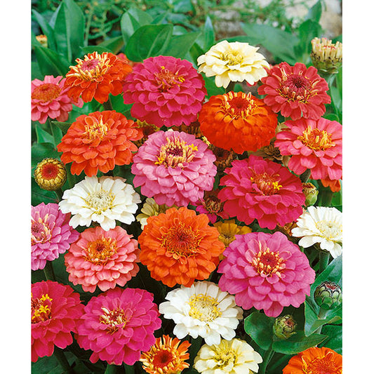 Thumbelina Mix Zinnia Seeds