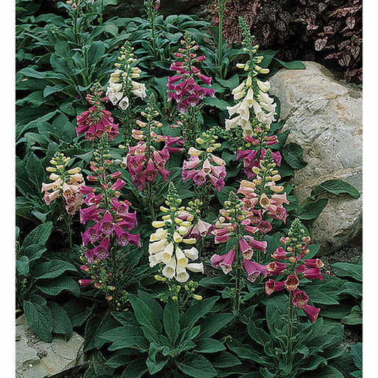 Foxy Mix Foxglove Seeds