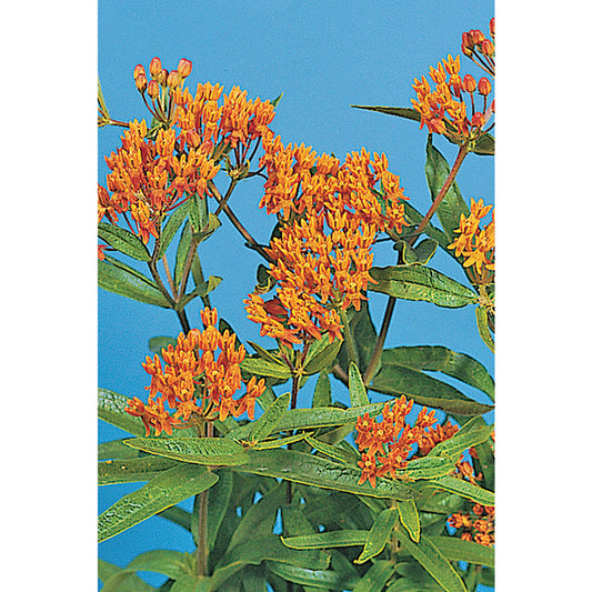 Butterfly Milkweed Asclepias Seeds
