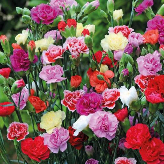 Dwarf Vienna Finest Mix Carnation Seeds