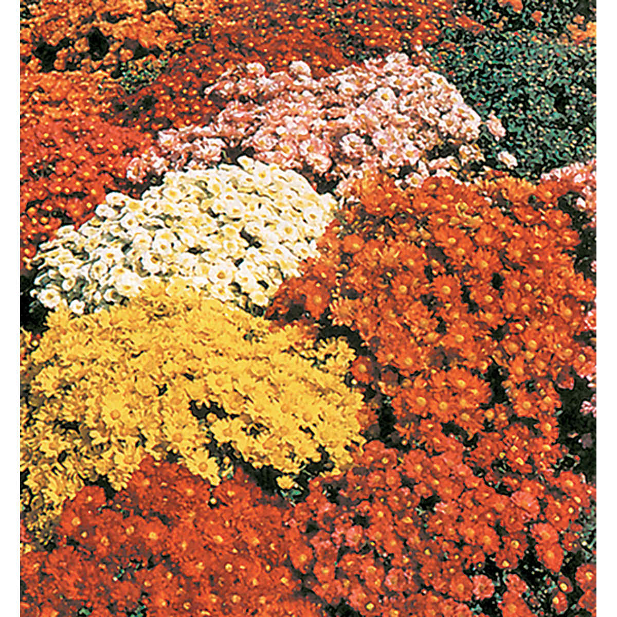 Double & Semi Double Mix Chrysanthemum Seeds