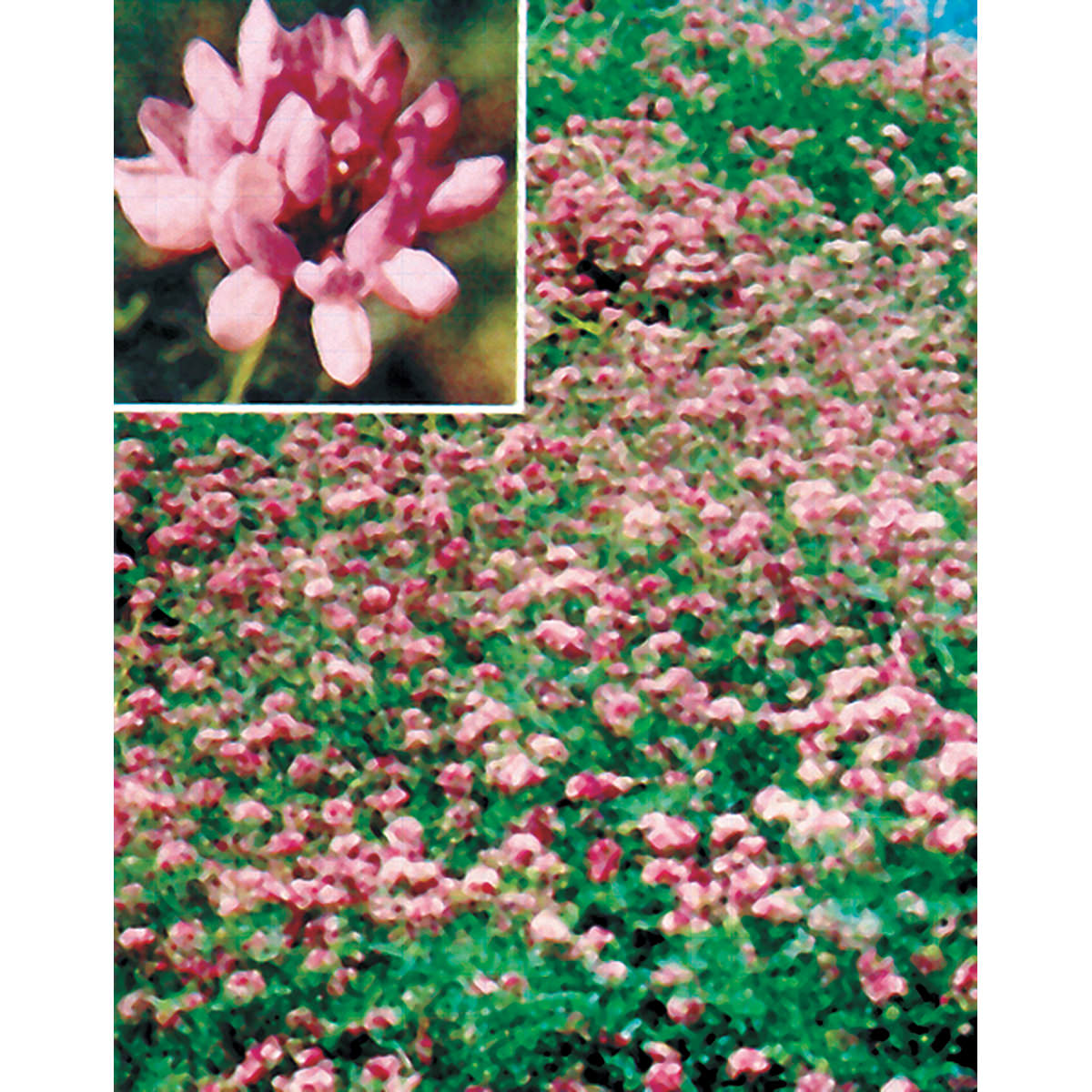 Penngift Crownvetch Seeds