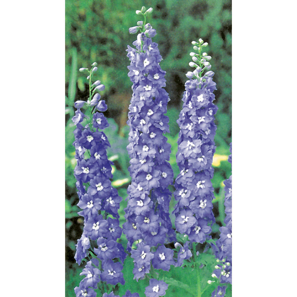 Pacific Giants Mix Delphinium Seeds