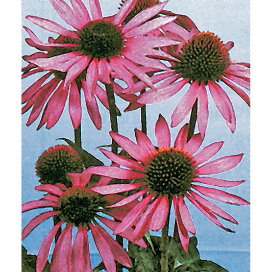 Purple Coneflower Echinacea Seeds