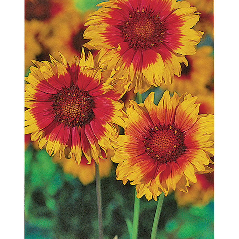 Dwarf Goblin Gaillardia Seeds NE SEED