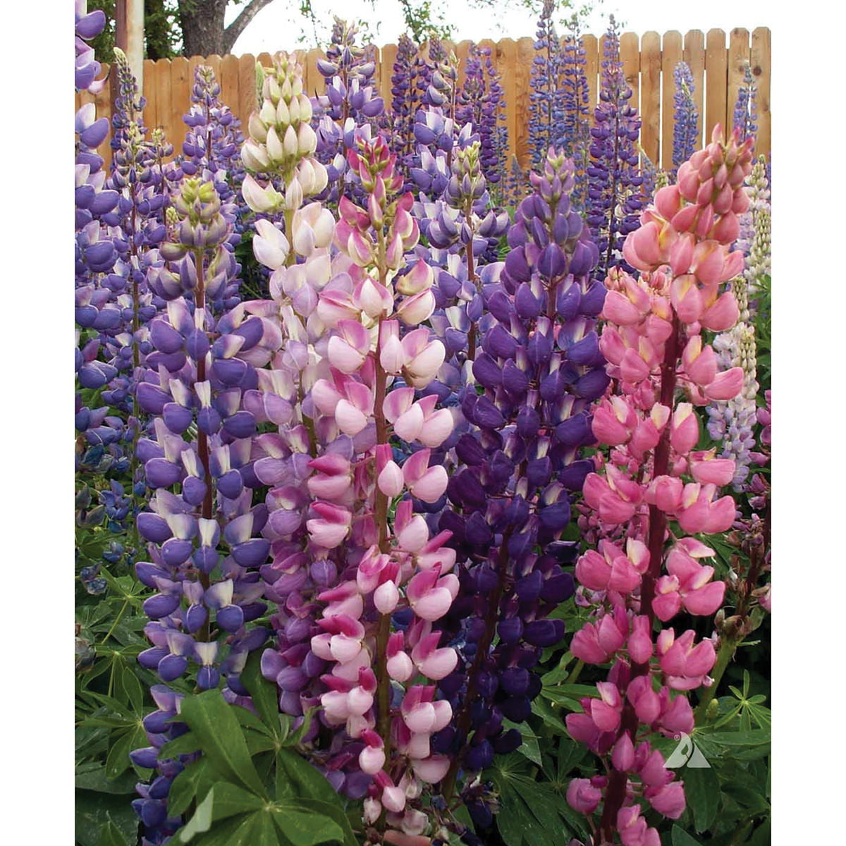 Russell Strain Mixed Lupine Seeds