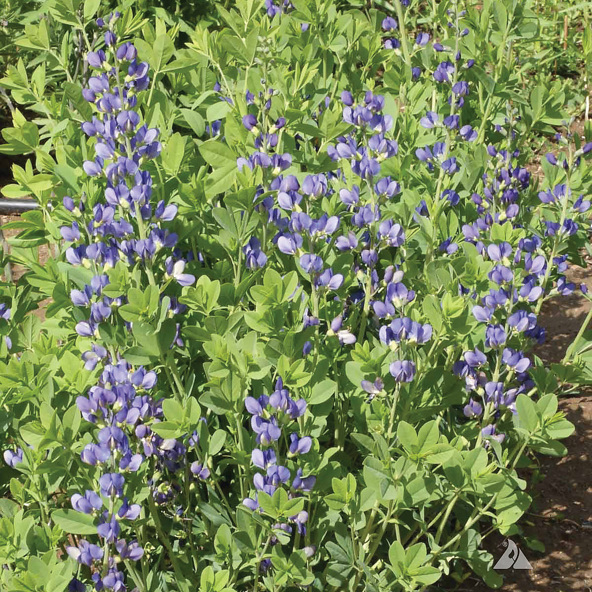 Blue/Wild Lupine Seeds
