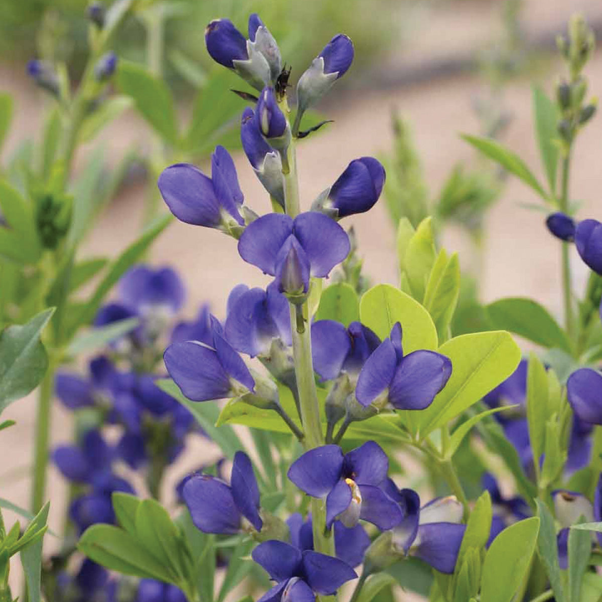 Blue/Wild Lupine Seeds