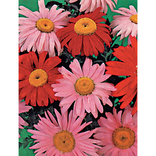 Robinson's Giant Mixed Pyrethrum Seeds