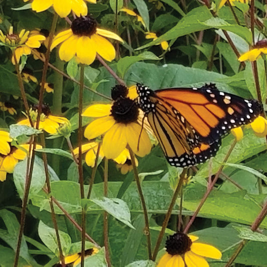 Black Eyed Susan Rudbeckia Seeds