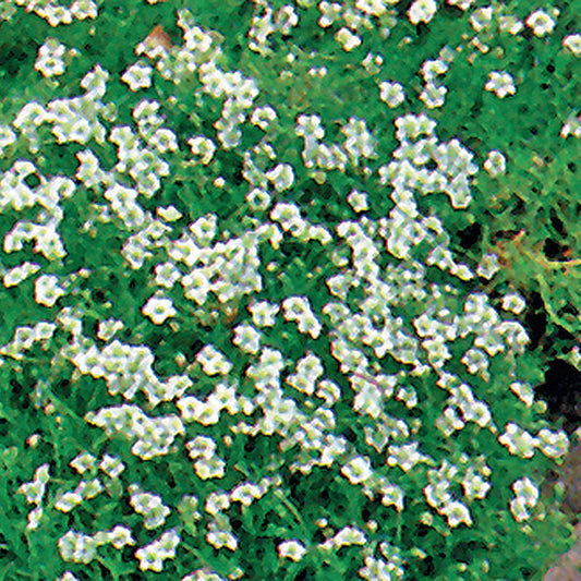 Pearlwort Sagina Seeds