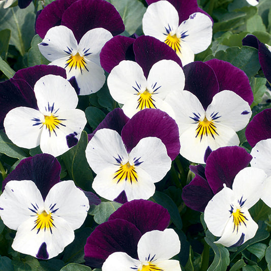 Penny Viola White Jump-Up Violet Seeds