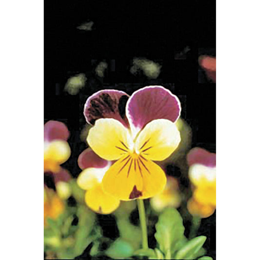 Johnny Jump-Up/Helen Mount Violet Seeds