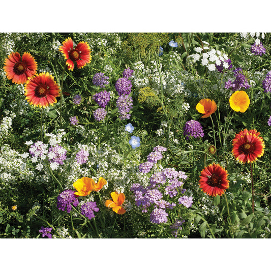 Beneficial Bug Mix Wildflower Seeds
