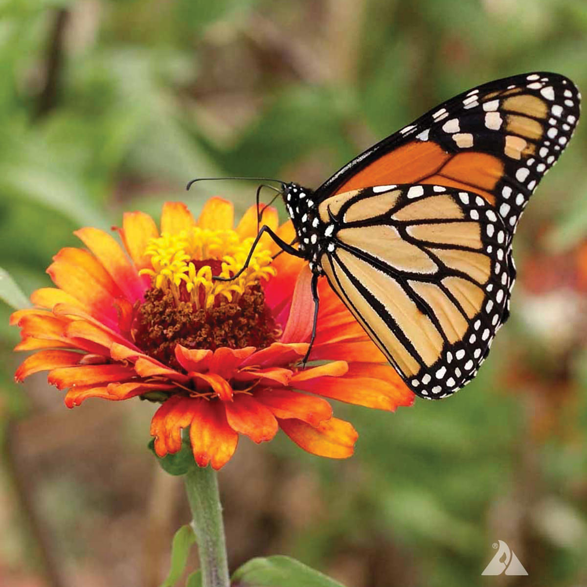 Monarch Butterfly Mix Wildflower Seeds